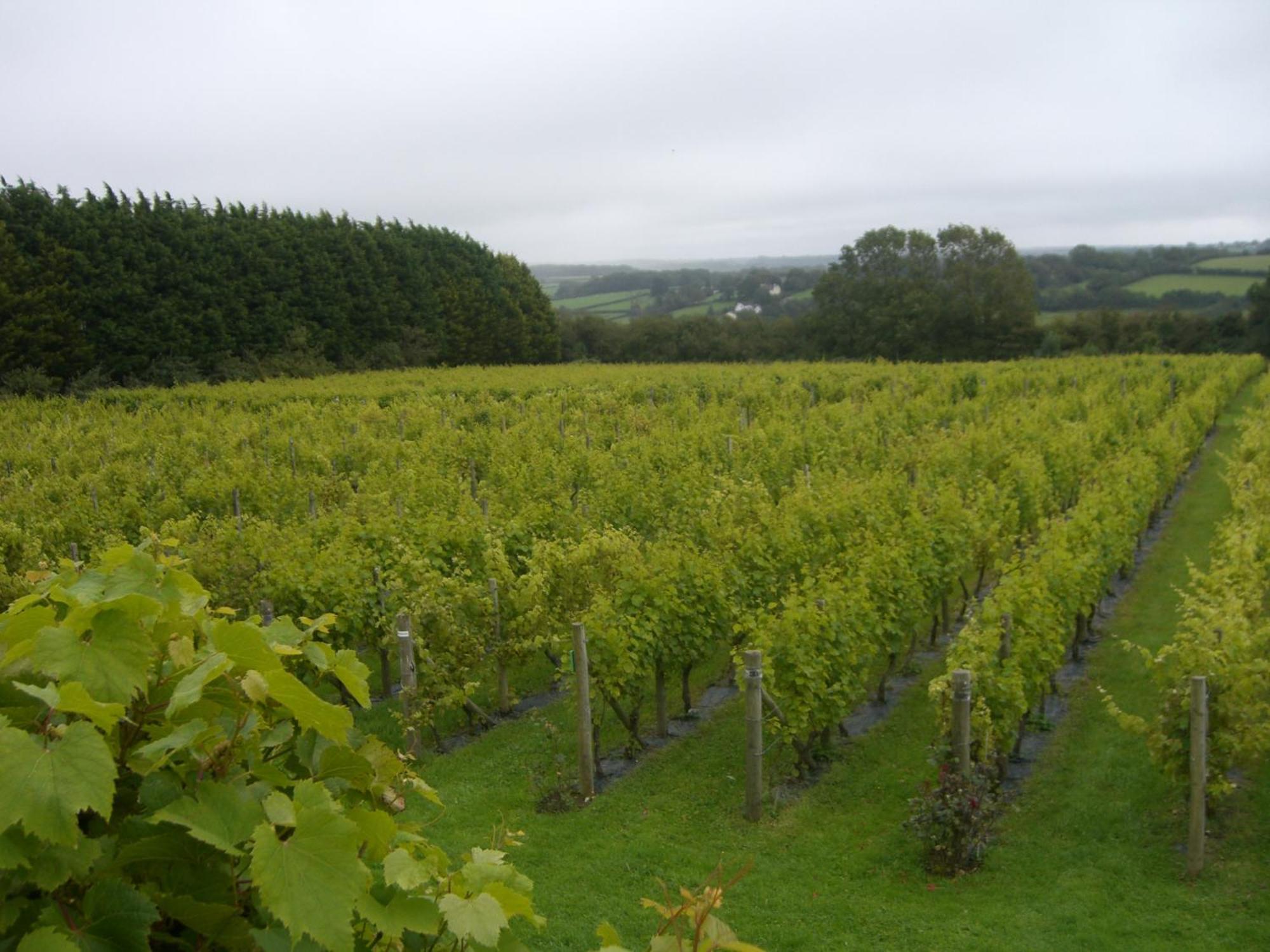 Glyndwr Vineyard Ξενοδοχείο Cowbridge Εξωτερικό φωτογραφία