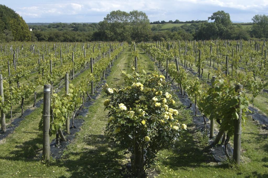 Glyndwr Vineyard Ξενοδοχείο Cowbridge Εξωτερικό φωτογραφία